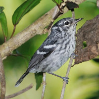 Elfin-woods Warbler